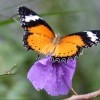 St. Thomas Attractions, Butterfly Garden