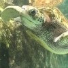 St-thomas-attractions-coral-world