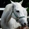 St. Thomas Horse Back Riding