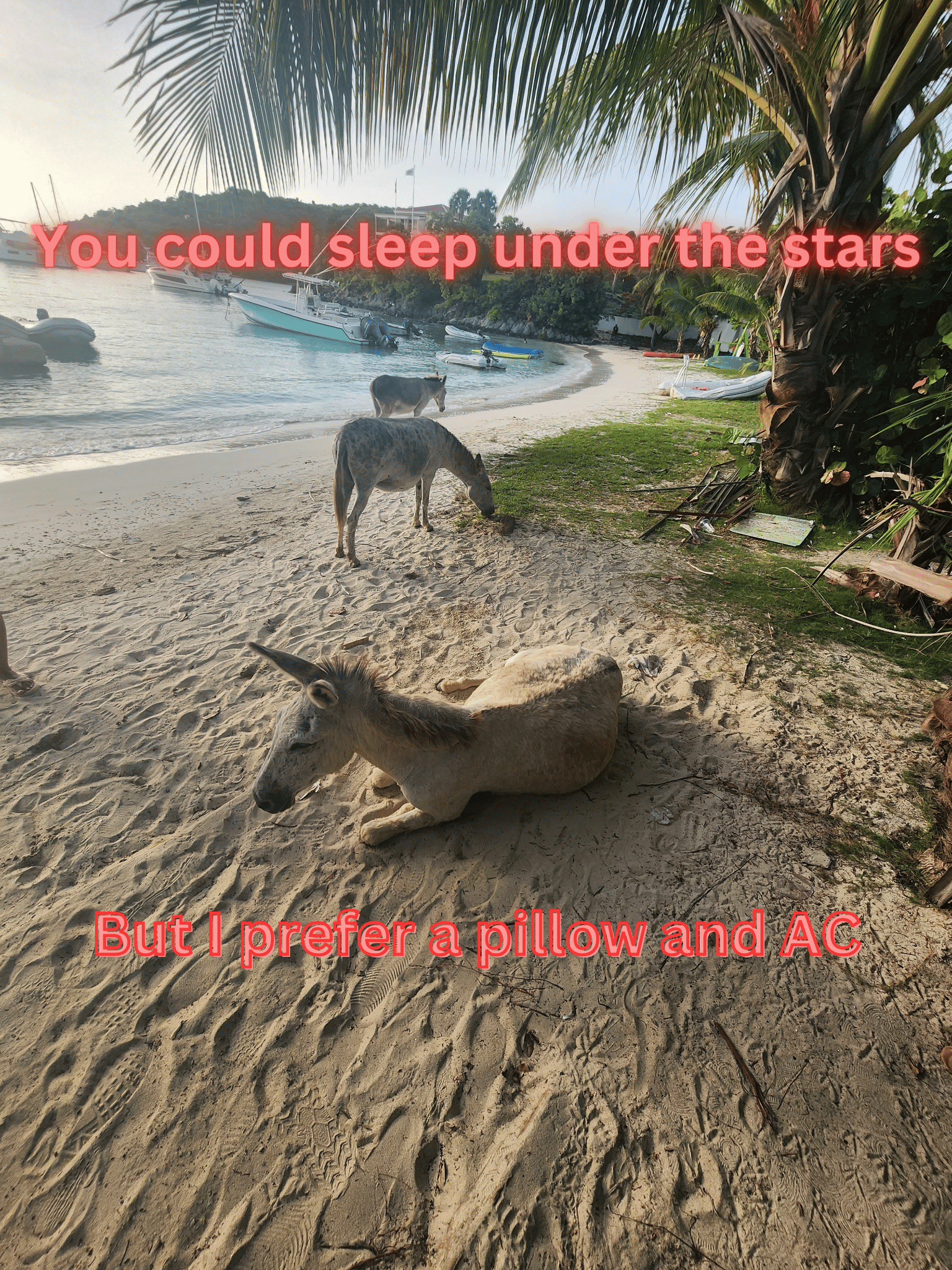 a donkey relaxing on a beach in the virgin islands